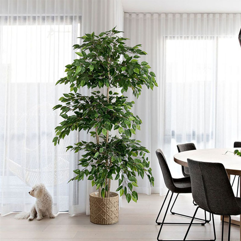 70in Ficus Artificial Tree Lar - Dracaena Marginata ulasan dan harga