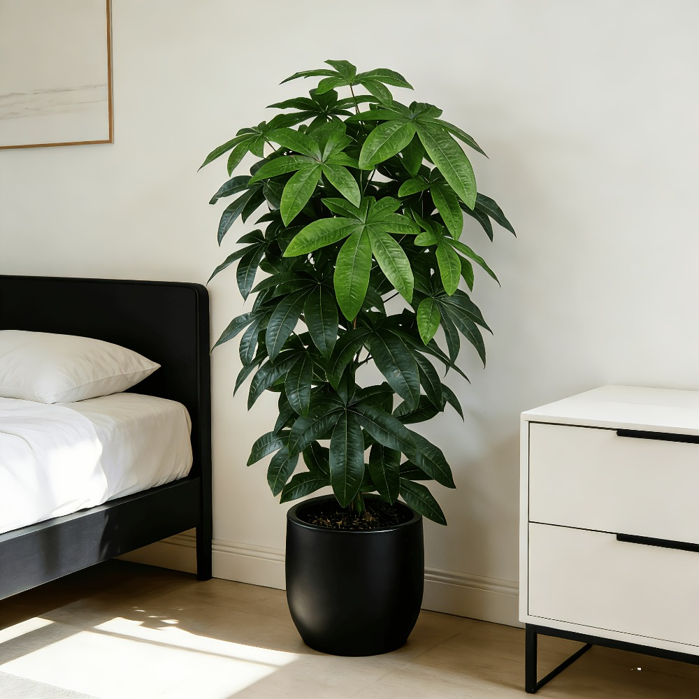An Artificial Money Tree Pachi - Monstera Adansonii ulasan dan harga
